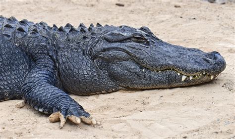Posted 751 AM. . Escorr alligator